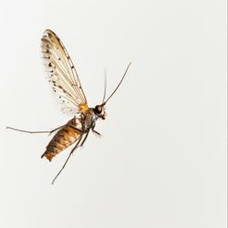 Similar Images Like A Moth In Mid-air, Its Wings Spread Wide As It ...